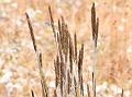 Spike Junegrass